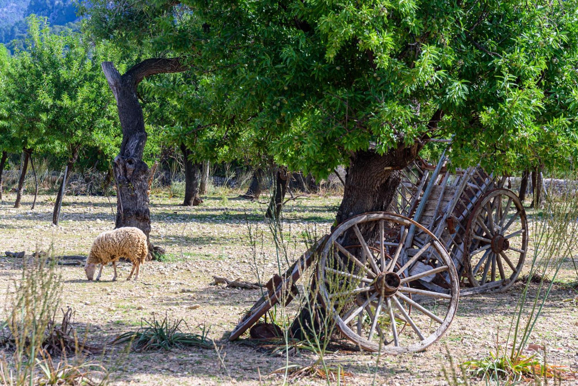 Subies Vakantieboerderij Selva (Mallorca)